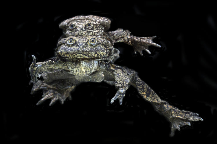2. Telmatobius culeus D. Alarcón D. Grunbaum Telmatobius culeus Crédito: D. Alarcon and D. Grunbaum Museo de Historia Natural Alcide d'Orbigny