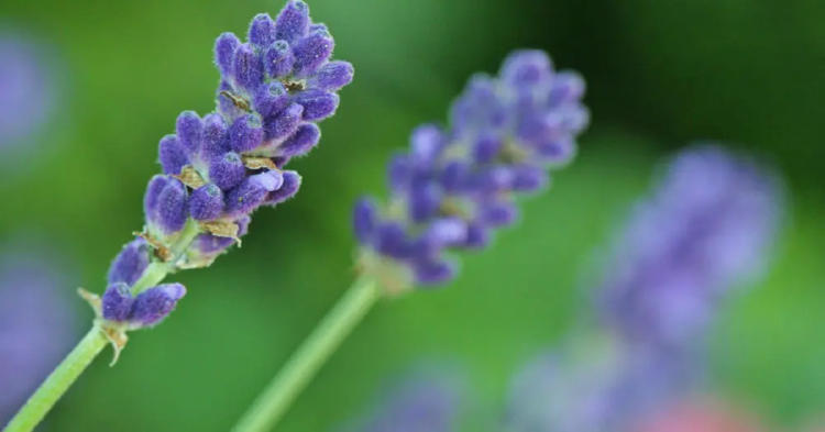 lavanda lavanda