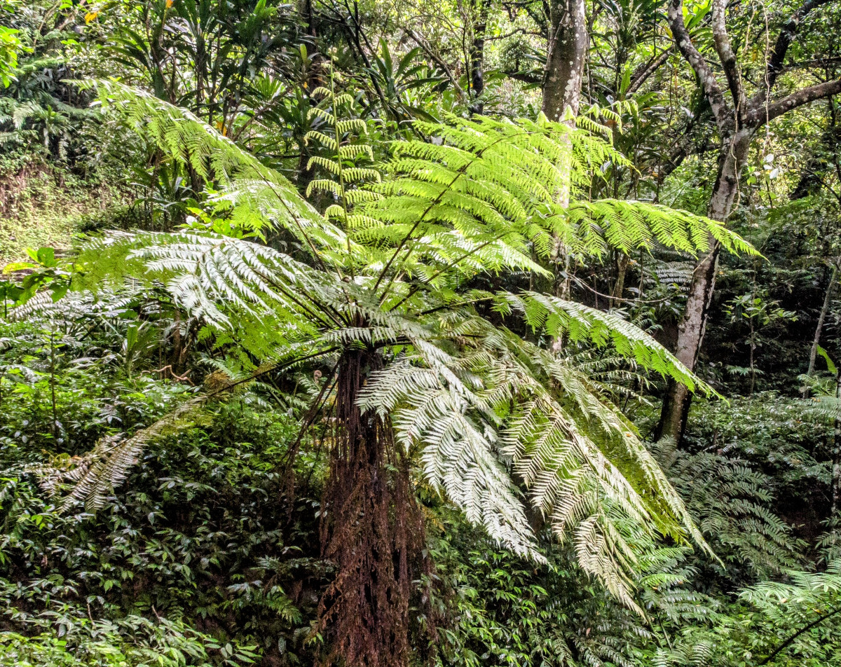 Cyathea rojasiana2 Cyathea rojasiana2