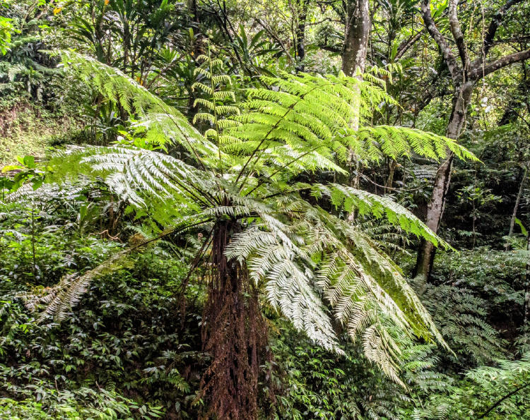 Cyathea rojasiana2