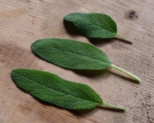 Salvia Conoce los beneficios y las propiedades que posee la salvia