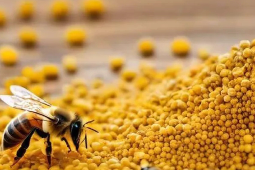 abejas El nuevo alimento que reemplaza el polen para las abejas y brinda esperanza de supervivencia. (Foto: DiarioUNO)