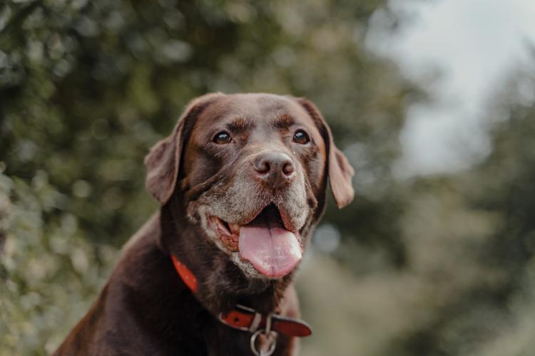 por qué mi perro tiembla