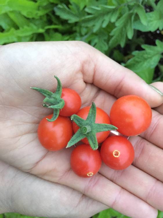 Poisonous Leaves in The Garden: Learn to Identify Them