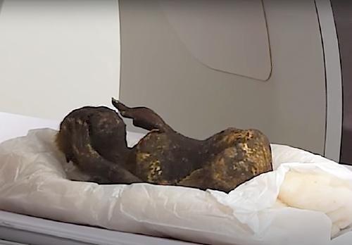 Momia sirena Japón cuerpo entero Momia sirena Japón cuerpo entero