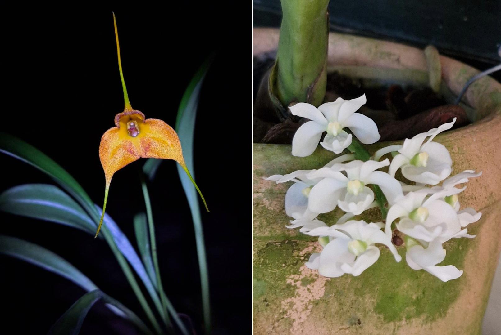 santuario de orquídeas Colombia