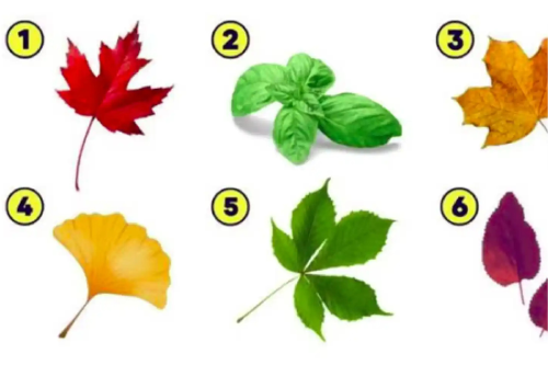 hojas Elegí una hoja y descubrí el valor que más brilla en tu personalidad, ¿te animas?. (Foto: elespanol.com)