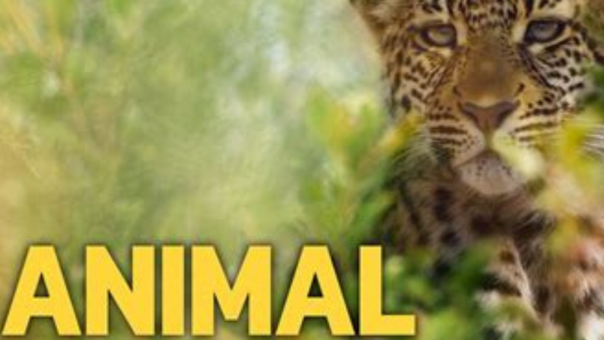 animal serie La propuesta sigue a diversas especies animales, capturando momentos desde los más entrañables hasta los más sorprendentes.