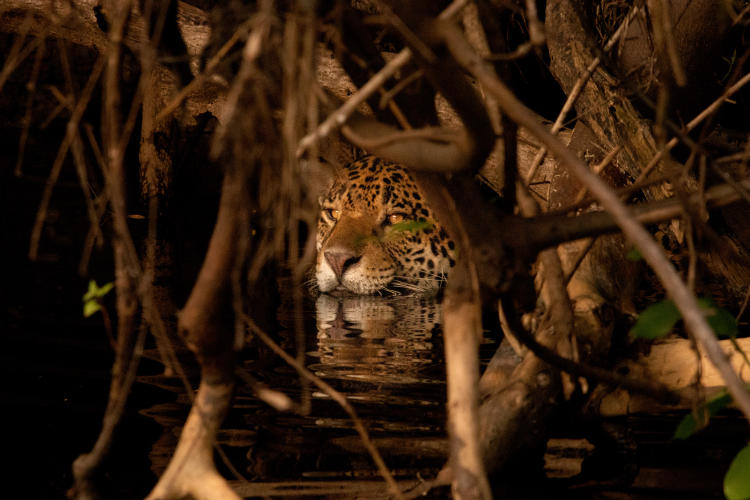 Yaguareté Crédito Eduardo Fragoso Greenpeace (10) Yaguareté Crédito Eduardo Fragoso Greenpeace (10)