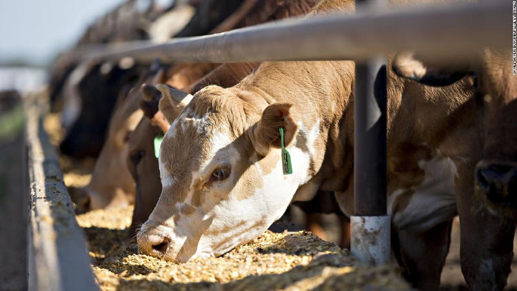 ganaderia. vacas alimentandose