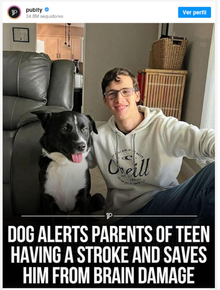 border collie2 border collie2