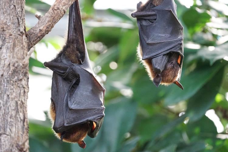 murcielagos 10 animales que trasmitieron enfermedades en las últimas décadas