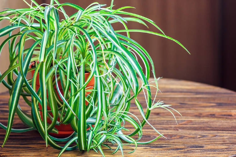 Also known as a "ribbon" or "love ribbon", it is a great air purifier.