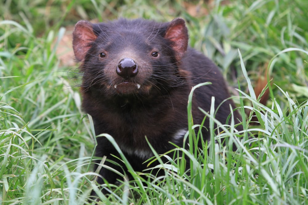 Demonio de Tasmania