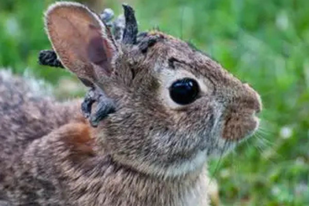 Las autoridades señalaron que las protuberancias son provocadas por el virus del papiloma de Shope, un patógeno que causa la formación de verrugas y tumores benignos en conejos y liebres.