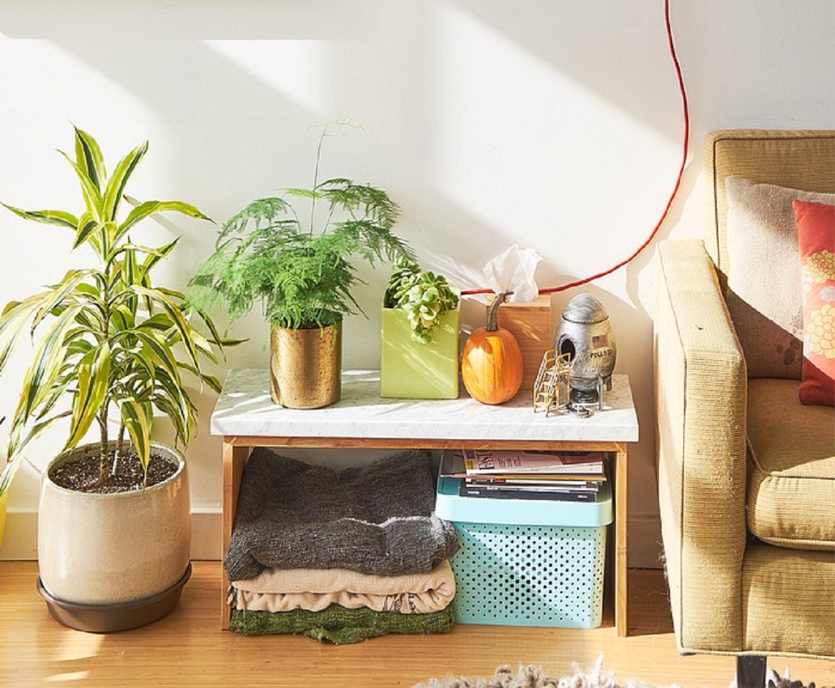 interior 2573419 1280 Plantas de ornato