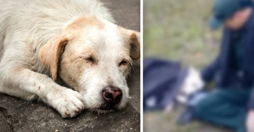 Un policía cubrió con su abrigo a una perrita herida y se hizo viral
