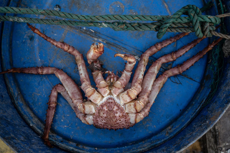 Pesca artesanal de Centollas 3 Foto de Luján Agusti