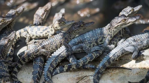 cría cocodrilos cría cocodrilos