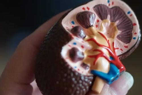 riñon Imagen: ensedeciencia.com