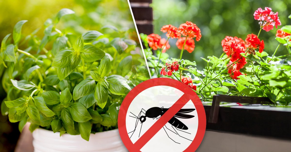 10 plantas que mantendrán más alejados a los insectos que un repelente 10 plantas que mantendrán más alejados a los insectos que un repelente