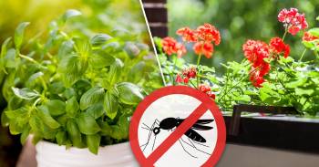 10 plantas que mantendrán más alejados a los insectos que un repelente
