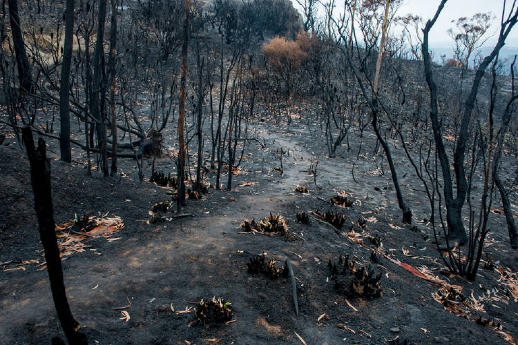 incendios australia