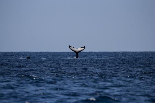 Descubren una nueva especie de ballena en las costas de Florida