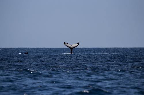 whale 1118876_1920