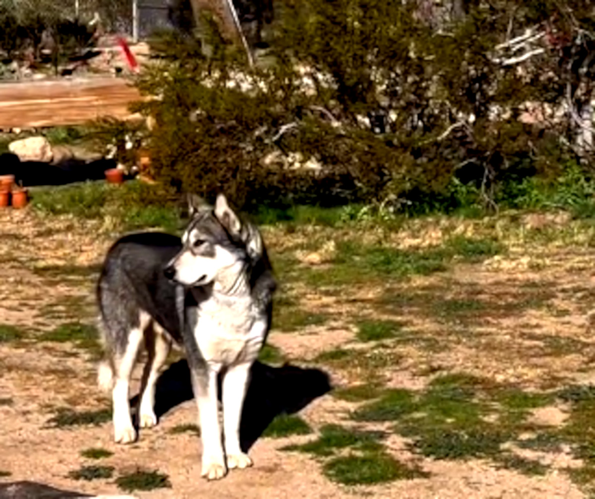 perro lobo_2 perro lobo_2