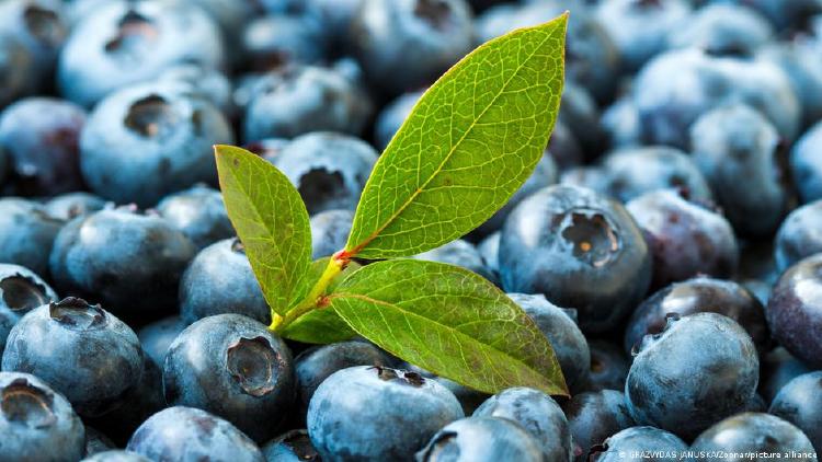 Arándanos de color azul Arándanos y una hoja verde