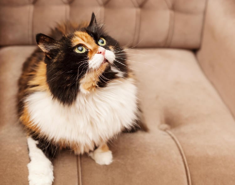 013 GATO TRICOLOR3 013 GATO TRICOLOR3