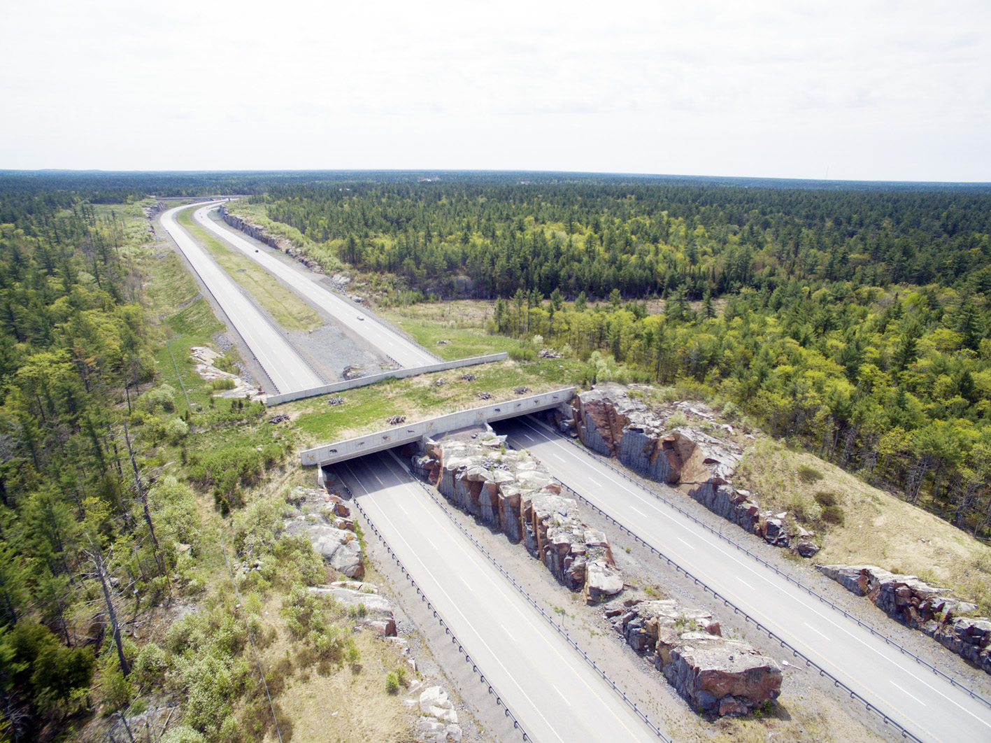 Corredor ecológico Corredor ecológico de biodiversidad entre dos ambientes naturales