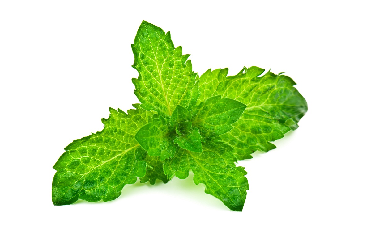 hierbabuena 1 hierbabuena