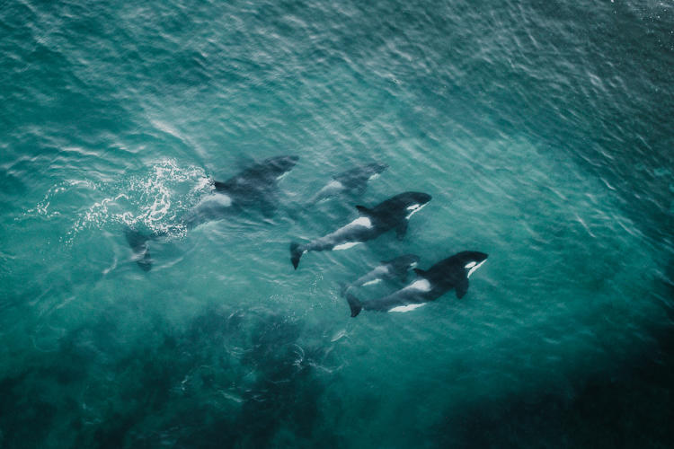 Kevin Zaouali Orca Kevin Zaouali Orca