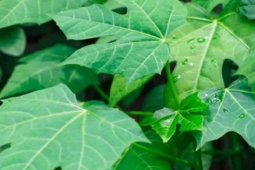 chaya Aunque durante años fue considerada una “planta de relleno” o incluso una maleza, hoy vuelve a ponerse en valor por sus propiedades antioxidantes, cicatrizantes y nutritivas.
