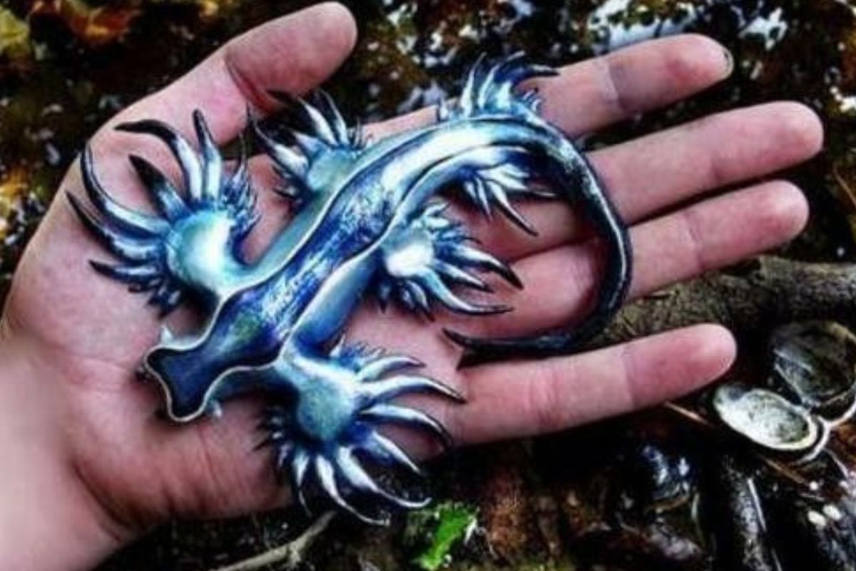 Encontraron un “dragón azul” en la playa de Valencia: el extraño animal marino que puede causar reacciones alérgicas. (PINTEREST)