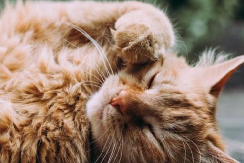 Cuidado de tu gato Cuidado de tu gato