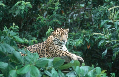 Martin Harvey WWF (1) Martin Harvey WWF (1)