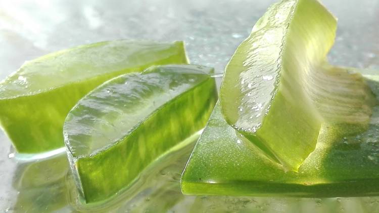 aloe vera Trozos de hoja de aloe vera