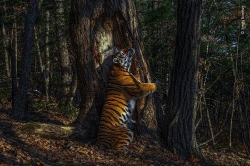 La sorprendente fotografía de una tigresa abrazando a un árbol