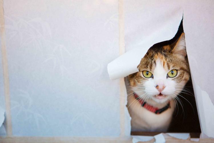 gato japon2 gato japon2