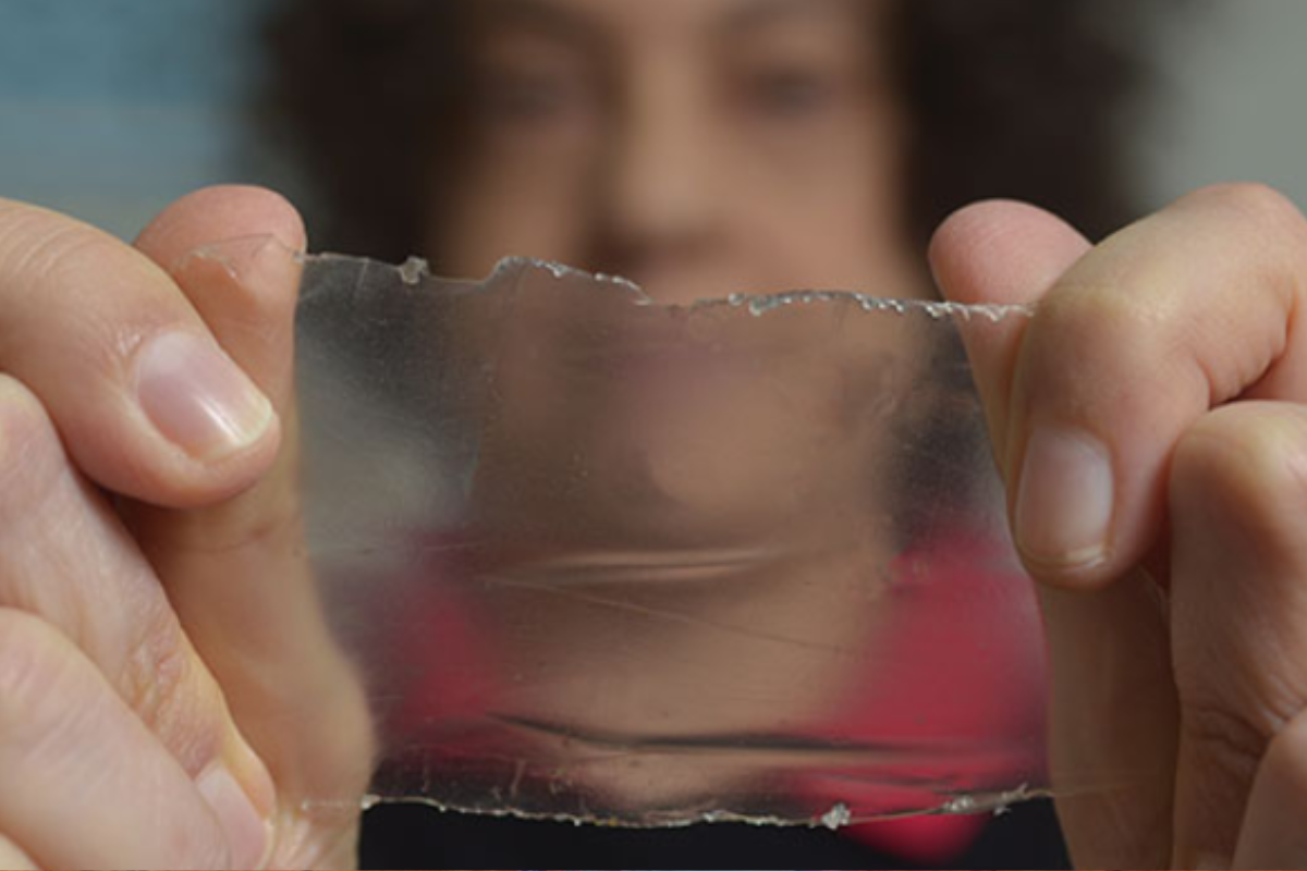 Diseño sin título 2025 06 26T161528.502 Científicos de Argentina y Colombia desarrollaron un envoltorio biodegradable a base de yerba mate y almidón de mandioca. No solo retrasa la oxidación de los alimentos, sino que también es flexible, comestible y se degrada en menos de dos semanas. Una innovación que busca reemplazar al plástico sin cambiar las maquinarias industriales. (Imagen: nexciencia.exactas.uba.ar)