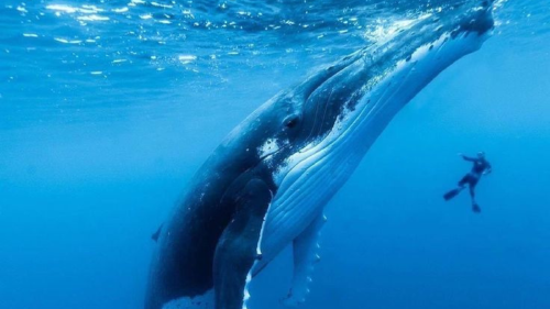 ballena jorobada.png tienen estructuras especiales llamadas barbas (o \"barbas baleen\") que les permiten filtrar el alimento del agua. (Foto: Pinterest)