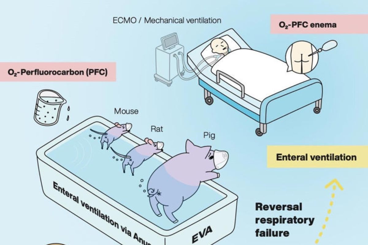 respiracion anal Eficacia del método de respiración anal en mamíferos como ratones y cerdos (Institute of Science Tokyo)