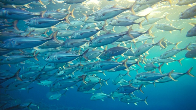 atún peces Atunes nadando