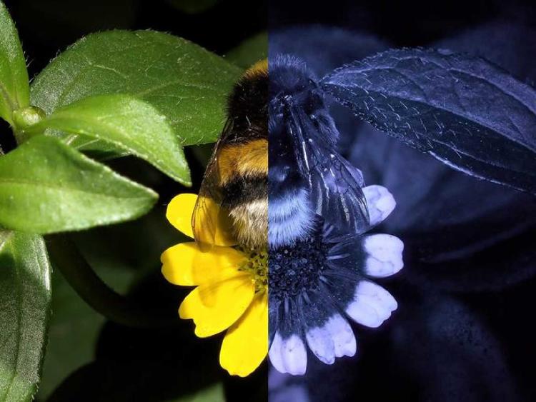Visión ultravioleta abejas vs humana.
