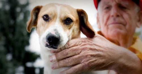 Protege a tu mascota cuando ocurre un desastre natural Protege a tu mascota cuando ocurre un desastre natural