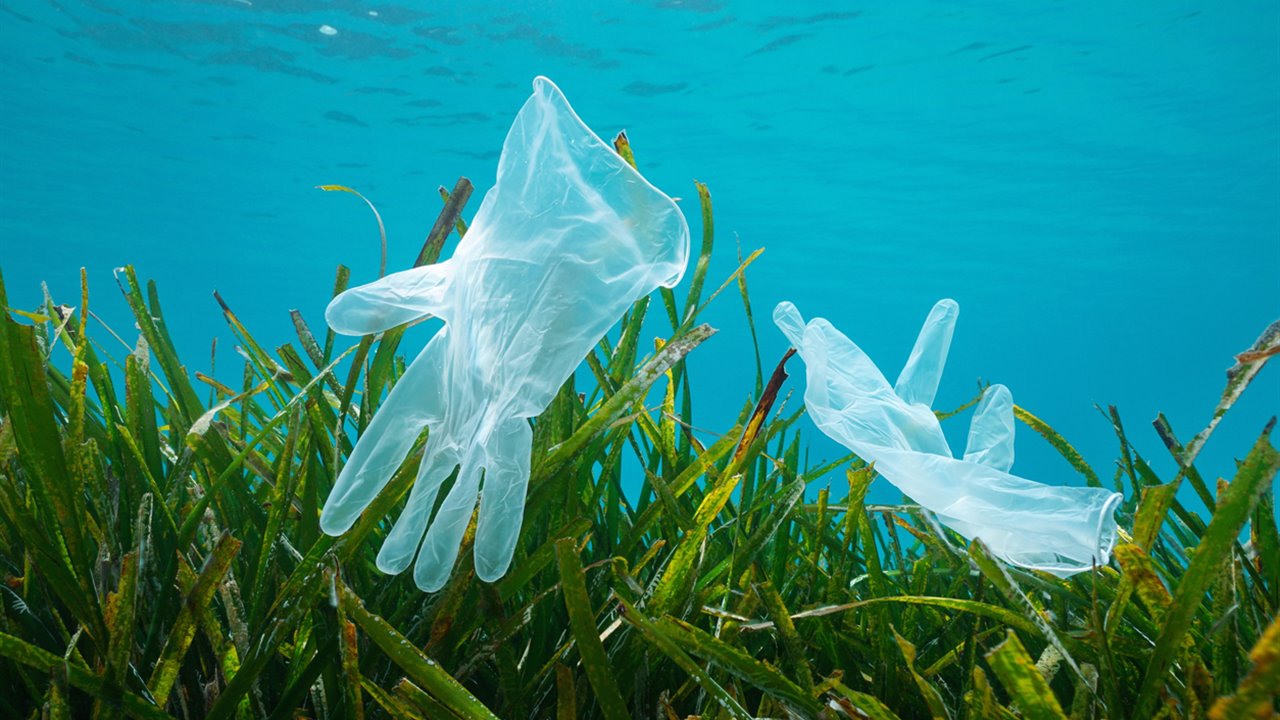 La posidonia La posidonia