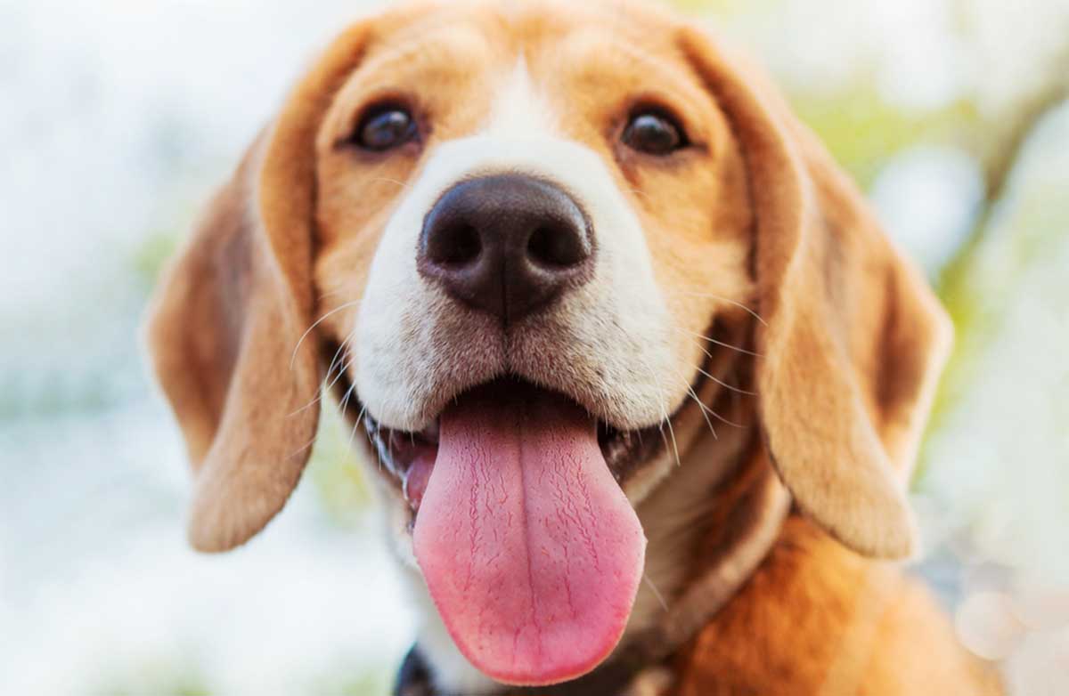 Demodexia canina: qué es y cómo se cura la sarna demodecica